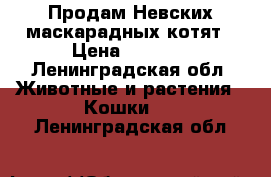 Продам Невских маскарадных котят › Цена ­ 5 000 - Ленинградская обл. Животные и растения » Кошки   . Ленинградская обл.